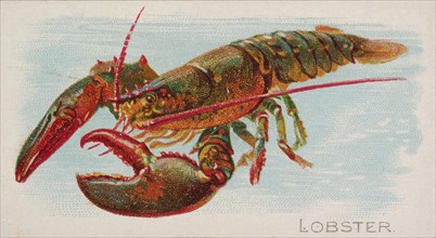 Lobster, from the Fish from American Waters series
