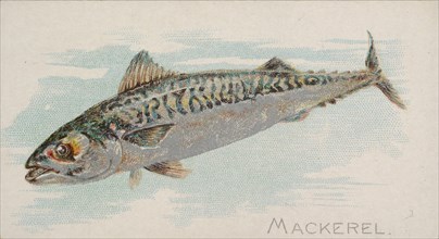 Mackerel, from the Fish from American Waters series