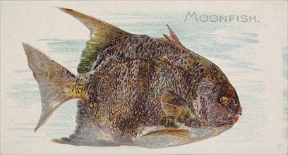 Moonfish, from the Fish from American Waters series