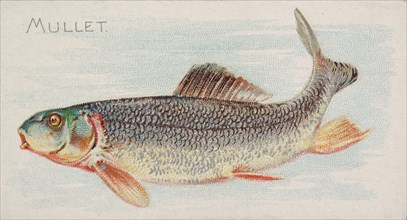 Mullet, from the Fish from American Waters series