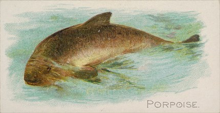Porpoise, from the Fish from American Waters series