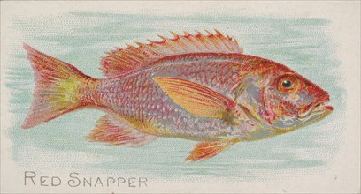 Red Snapper, from the Fish from American Waters series