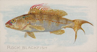 Rock Blackfish, from the Fish from American Waters series