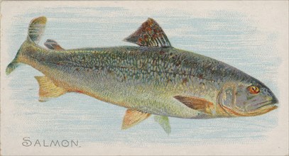 Salmon, from the Fish from American Waters series