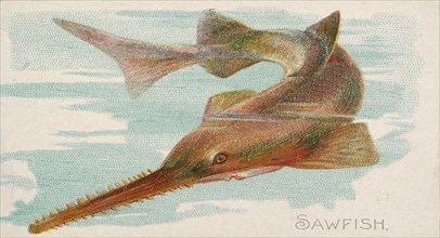 Sawfish, from the Fish from American Waters series