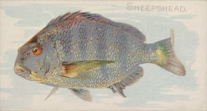 Sheepshead, from the Fish from American Waters series