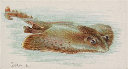 Skate, from the Fish from American Waters series (N8) for Allen & Ginter Cigarettes Brands, 1889. Creator: Allen & Ginter.
