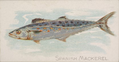 Spanish Mackerel, from the Fish from American Waters series