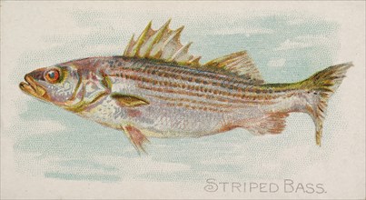 Striped Bass, from the Fish from American Waters series