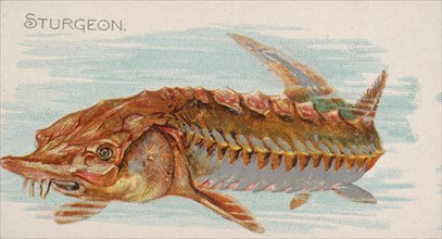 Sturgeon, from the Fish from American Waters series