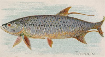Tarpon, from the Fish from American Waters series (N8) for Allen & Ginter Cigarettes Brands, 1889. Creator: Allen & Ginter.