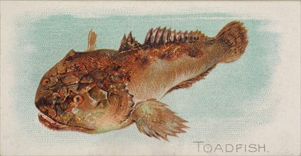 Toadfish, from the Fish from American Waters series