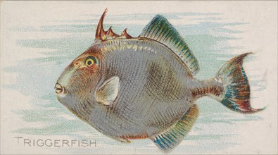 Triggerfish, from the Fish from American Waters series