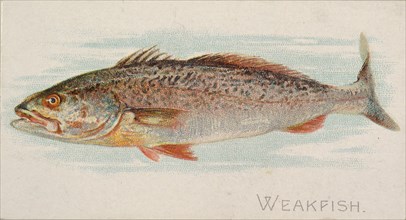 Weakfish, from the Fish from American Waters series