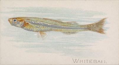 Whitebait, from the Fish from American Waters series