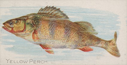 Yellow Perch, from the Fish from American Waters series