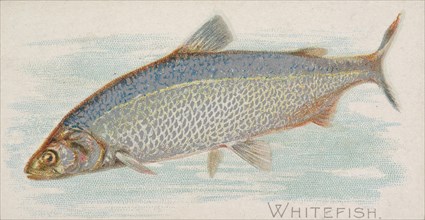 Whitefish, from the Fish from American Waters series