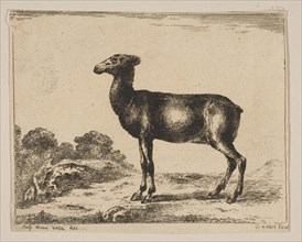 Plate 15: doe, from 'Various animals'