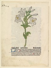 White Lily, illustration from Gart der Gesundheit
