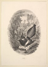Magpie, 1843. Creator: Charles Francois Daubigny.