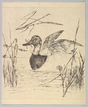 Duck, 1850-1914. Creator: Felix Bracquemond.