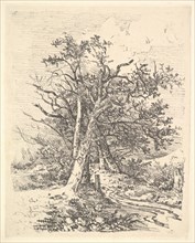 Tree Trunks and Lane, 1811-13. Creator: John Crome.
