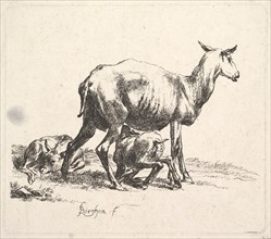 Sheep with Lamb Nursing. Creator: Nicolaes Berchem.