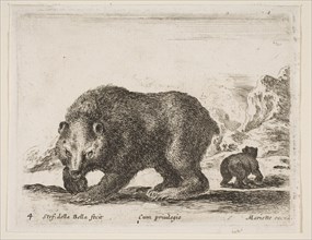Plate 4: bear, from 'Various animals' (Diversi animali), 1641. Creator: Stefano della Bella.