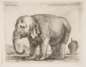 Plate 10: elephant, from 'Various animals' (Diversi animali), ca. 1641. Creator: Stefano della Bella.