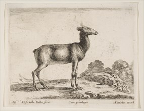 Plate 15: doe, from 'Various animals'