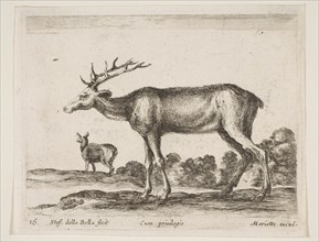 Plate 16: stag, from 'Various animals'