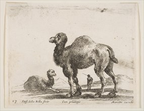 Plate 17: camels, from 'Various animals'