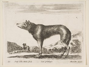 Plate 20: wolf, from 'Various animals' (Diversi animali), ca. 1641. Creator: Stefano della Bella.