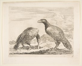 Two eagles, one devouring a lamb, from 'Eagles'