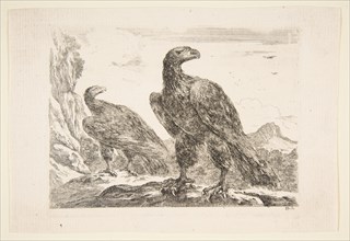 Two eagles, from 'Eagles'