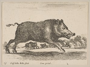 Plate 19: wild boar, from 'Various animals' (Diversi animali), ca. 1641. Creator: Stefano della Bella.