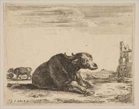 Plate 13: buffalo lying down, from 'Various animals' (Diversi animali), ca. 1641. Creator: Stefano della Bella.