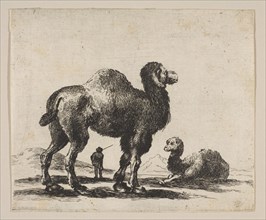 Plate 17: camels, from 'Various animals'