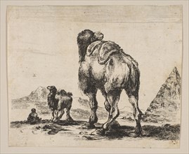 Plate 18: camel viewed from behind with pyramid at right, from 'Various animals'
