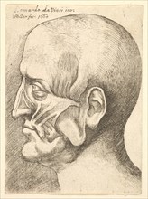 Ecorche head of a man in profile to left, 1660. Creator: Wenceslaus Hollar.