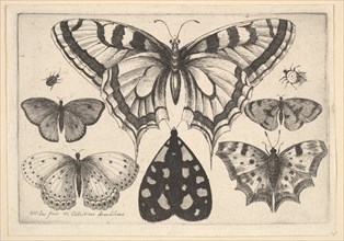 Five Butterflies, a Moth and Two Beetles, 1646. Creator: Wenceslaus Hollar.