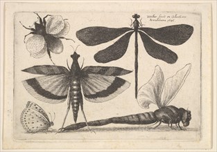 Dragonflies and a bumble bee, 1646. Creator: Wenceslaus Hollar.