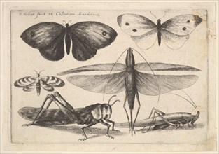 Six insects, 1646. Creator: Wenceslaus Hollar.