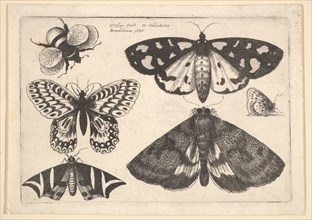 Three moths, two butterflies and a bumble bee, 1646. Creator: Wenceslaus Hollar.