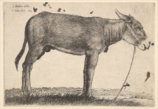 Donkey, 1649. Creator: Wenceslaus Hollar.