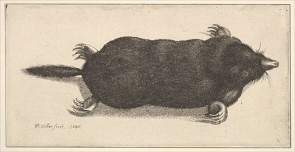 Dead Mole, 1646. Creator: Wenceslaus Hollar.