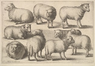Nine sheep, 1646. Creator: Wenceslaus Hollar.