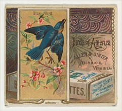 Bluebird, from the Birds of America series (N37) for Allen & Ginter Cigarettes, 1888.