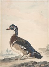 A Duck, 1725-92.