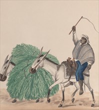 A man riding a mule, his whip raised, another mule loaded with grass alongside, from a group of drawings depicting Peruvian costume, ca. 1848.